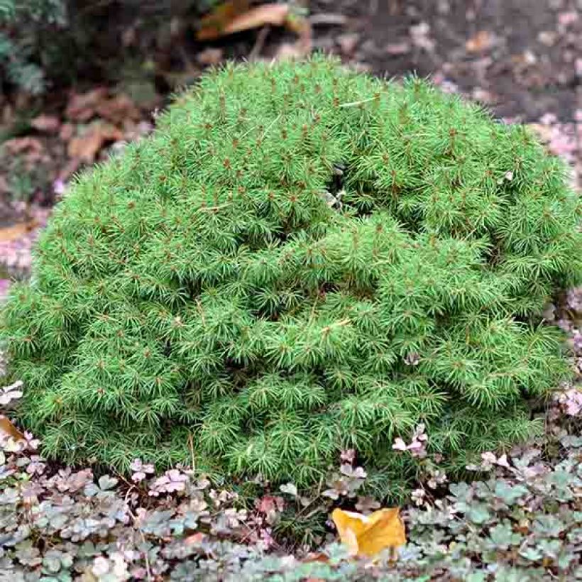 Picea glauca Alberta Globe - Witte spar (Groeiplaats)