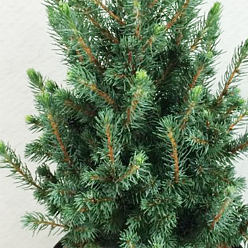 Picea glauca Conica Blue - Witte spar (Blad)