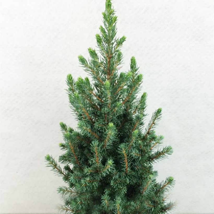 Picea glauca Conica Blue - Witte spar (Groeiplaats)