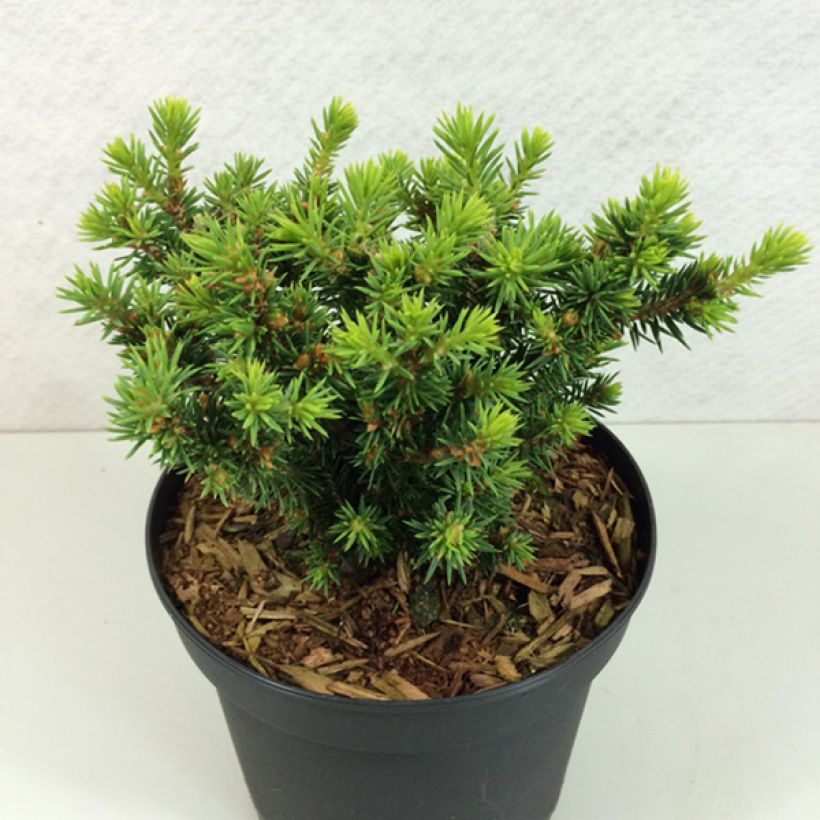 Picea glauca Cys Wonder - Witte spar (Groeiplaats)
