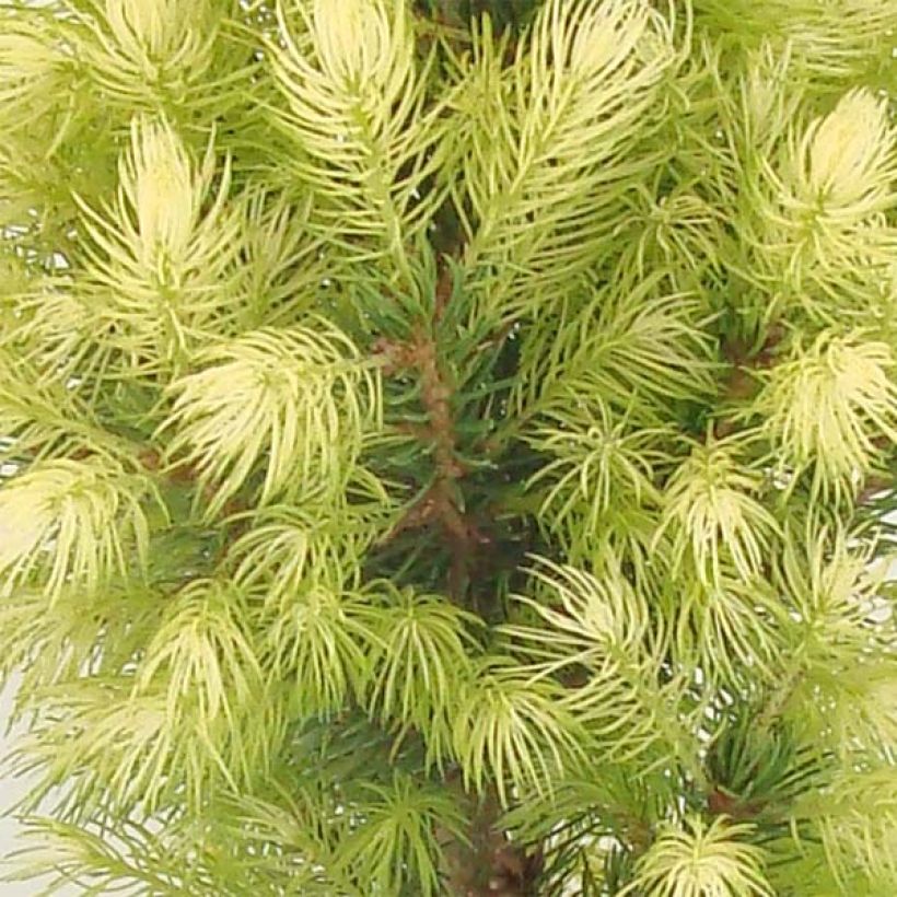 Picea glauca Daisy's White - Witte spar (Blad)
