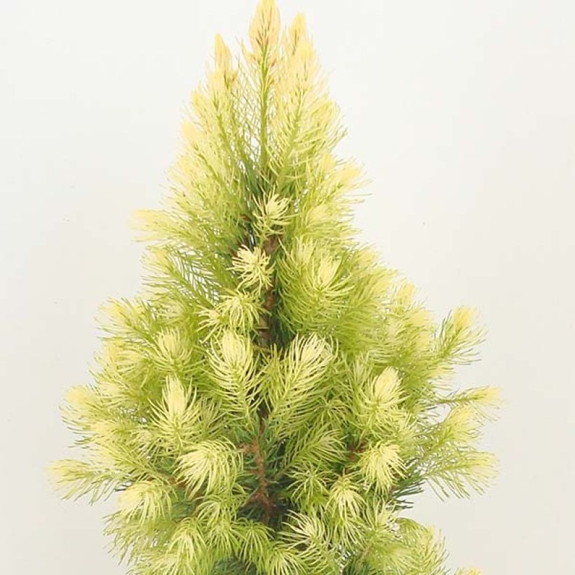 Picea glauca Daisy's White - Witte spar (Groeiplaats)