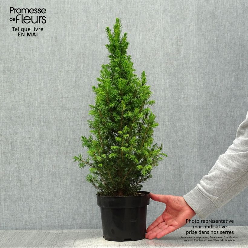 Example of Picea glauca December - Witte spar Pot van 3 l/4 l as you get in printemps