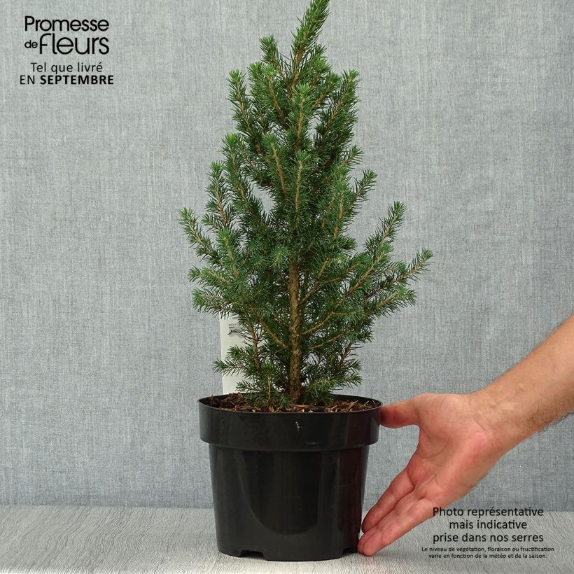 Exemplaar van Picea glauca December - Witte spar Pot van 3 l/4 l zoals geleverd in de herfst