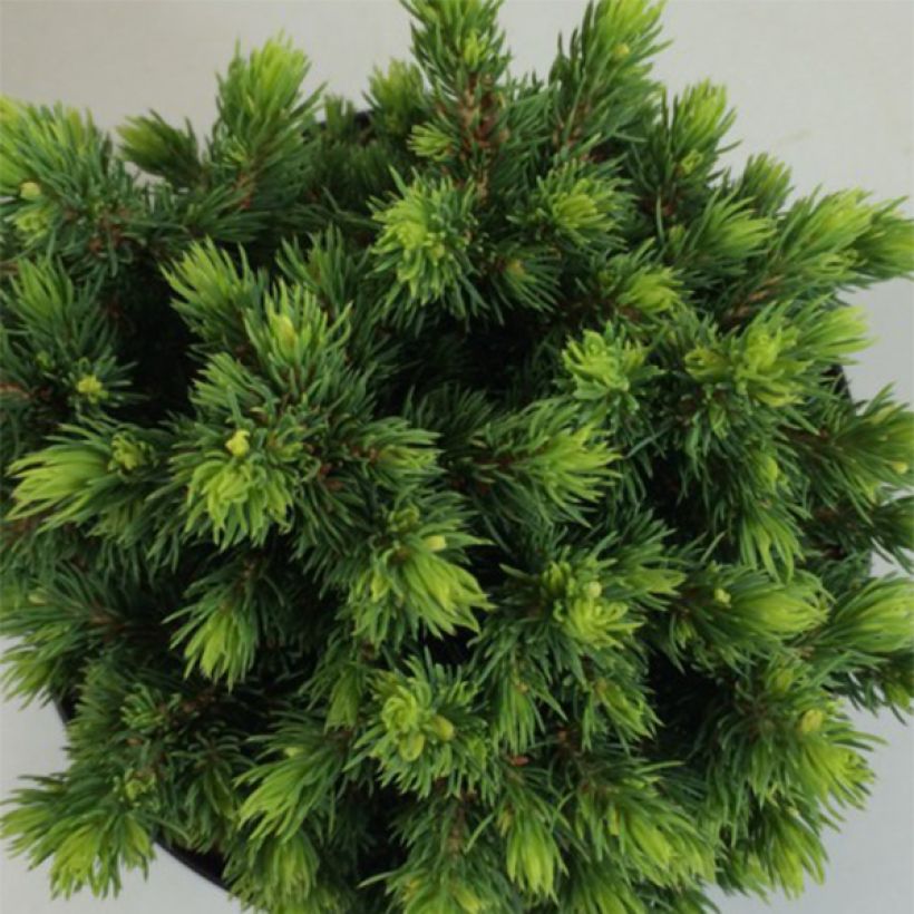 Picea glauca Dendrofarma Gold - Witte spar (Blad)