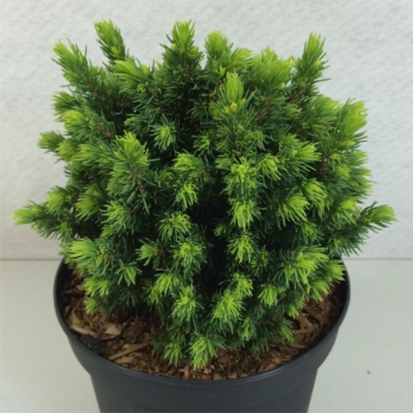 Picea glauca Dendrofarma Gold - Witte spar (Groeiplaats)