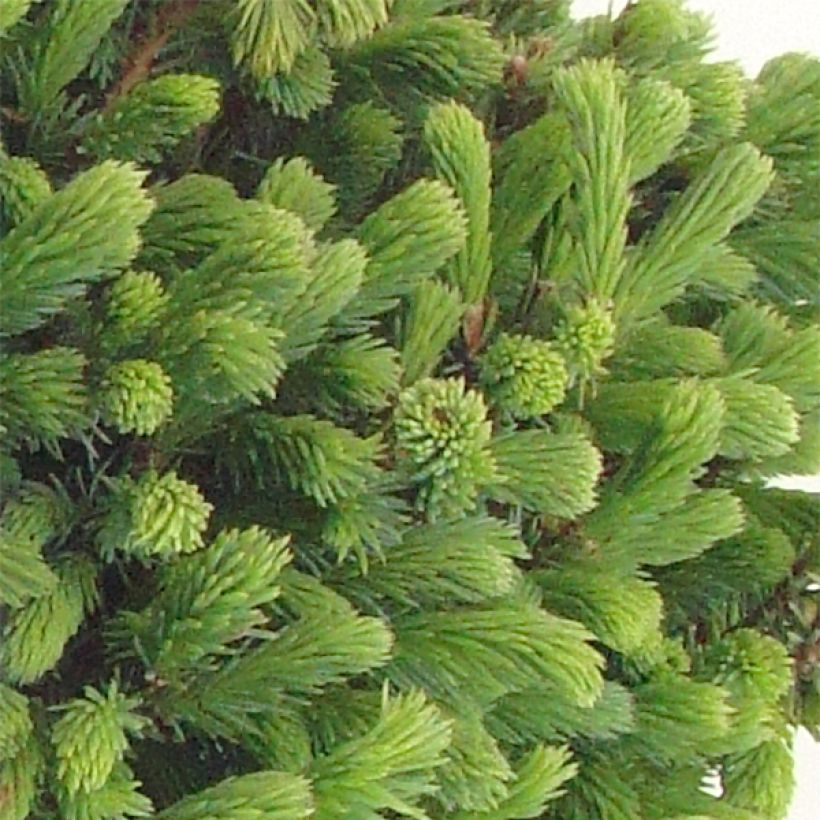 Picea glauca Echiniformis - Witte spar (Foliage)