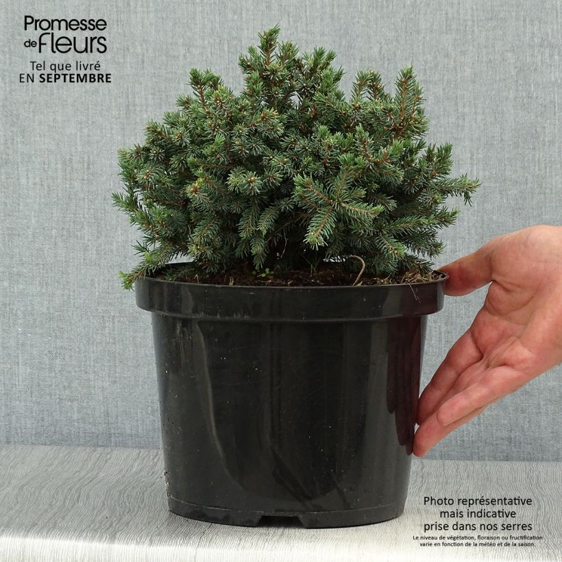 Exemplaar van Picea glauca Echiniformis Echt - Witte spar Pot van 4 l/5 l zoals geleverd in de herfst