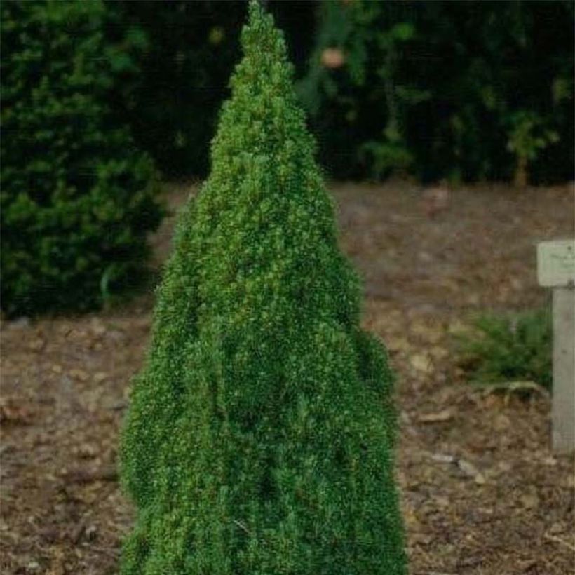 Picea glauca Laurin - Witte spar (Groeiplaats)