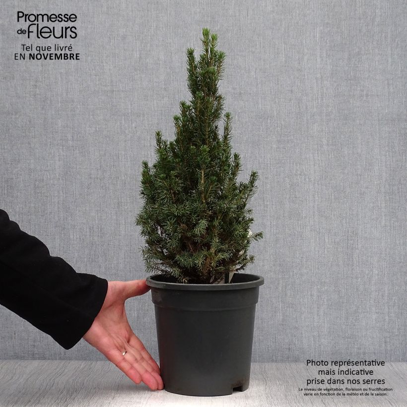 Exemplaar van Picea glauca Laurin - Witte spar Pot van 3 l/4 l zoals geleverd in de herfst