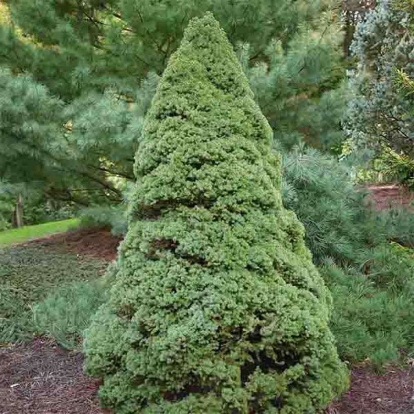 Picea glauca Rainbow's End - Witte spar (Groeiplaats)