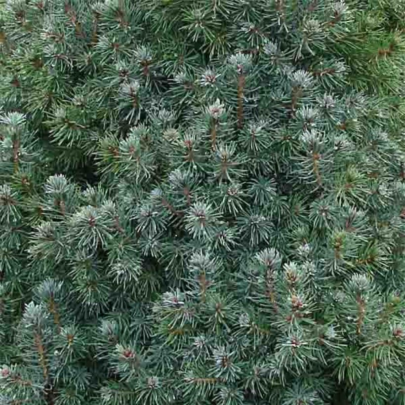 Picea glauca Sanders Blue - Witte spar (Blad)