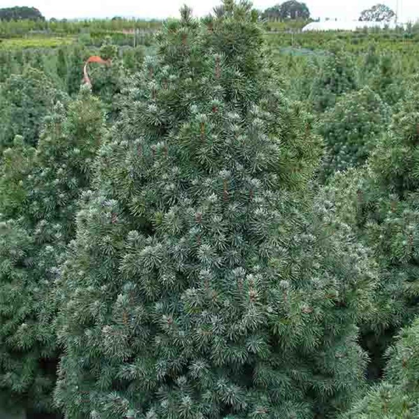Picea glauca Sanders Blue - Witte spar (Groeiplaats)