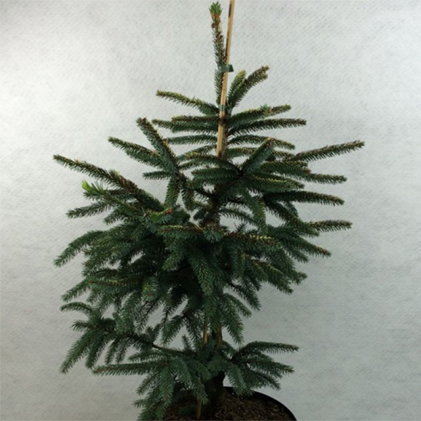 Picea mariana Aurea - Zwarte spar (Groeiplaats)