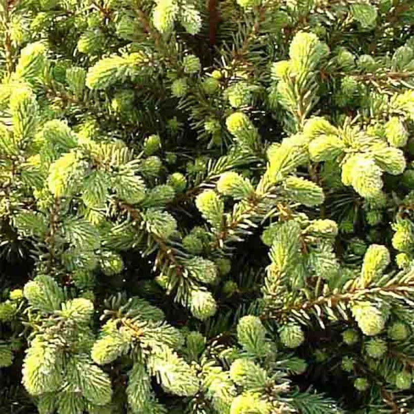 Picea mariana Nana - Zwarte spar (Blad)