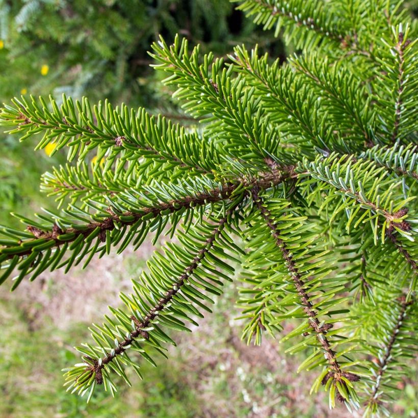 Picea omorika - Servische spar (Blad)
