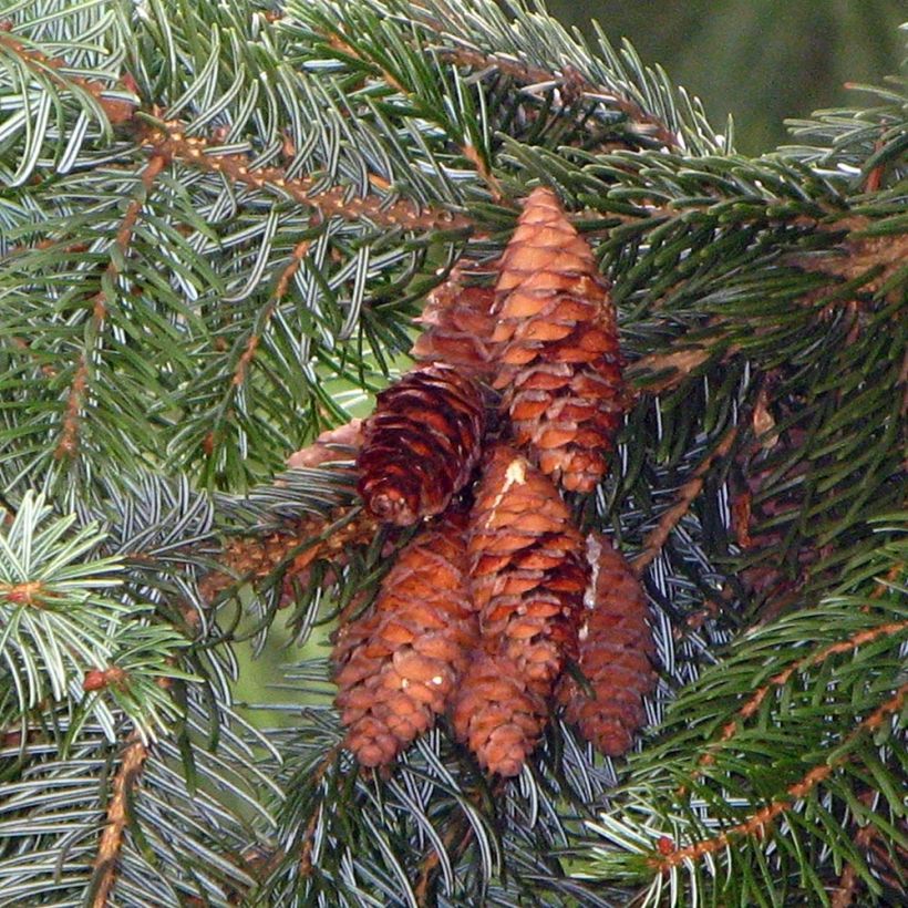 Picea omorika - Servische spar (Oogst)