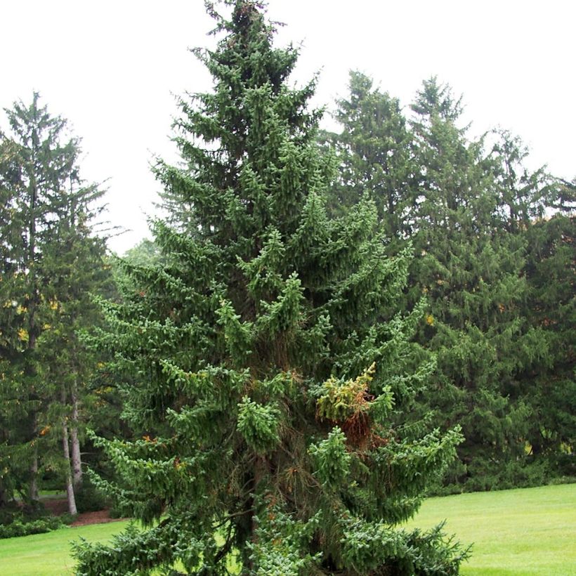 Picea omorika - Servische spar (Groeiplaats)