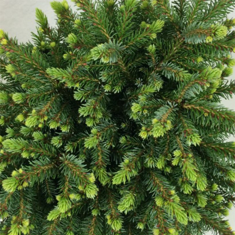 Picea omorika Beskid - Servische spar (Blad)