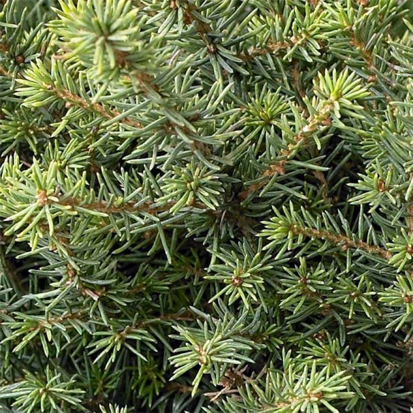 Picea omorika Karel - Servische spar (Blad)