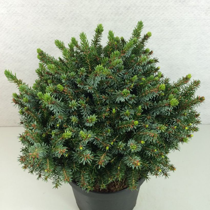 Picea omorika Morava - Servische spar (Groeiplaats)