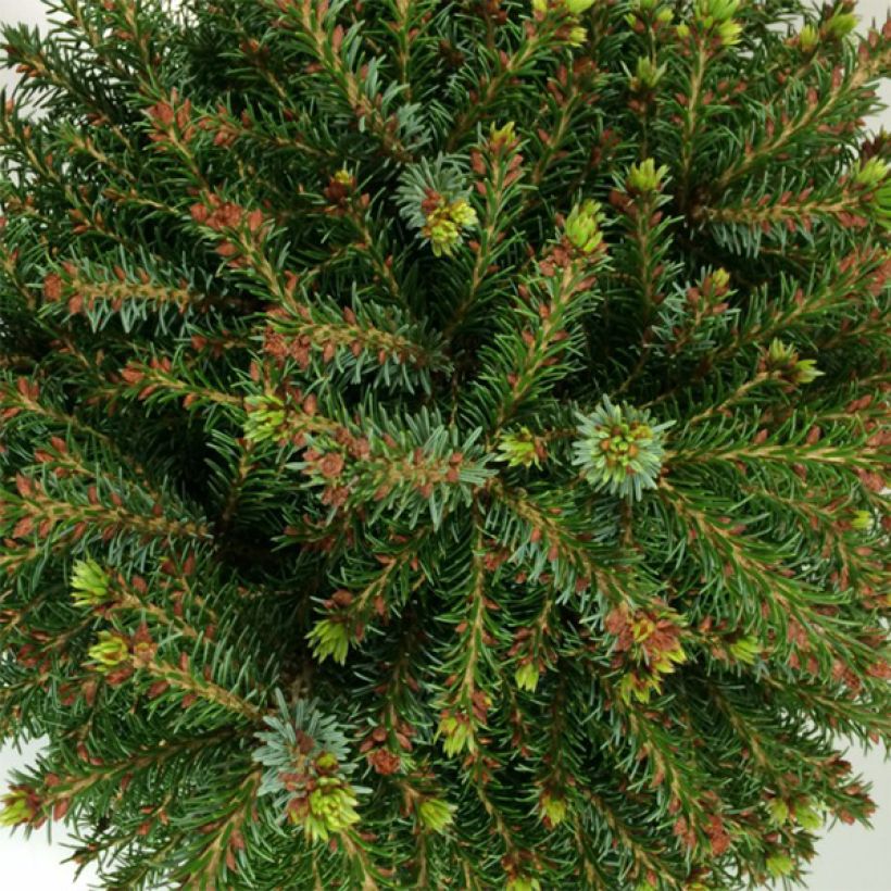 Picea omorika Treblitzsch - Servische spar (Blad)