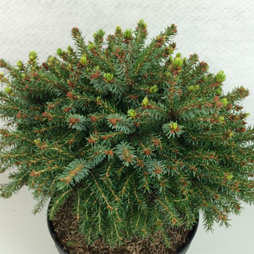 Picea omorika Treblitzsch - Servische spar (Groeiplaats)