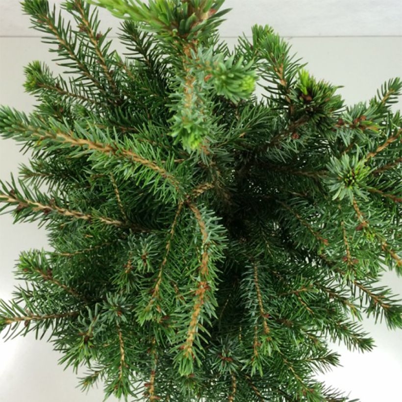 Picea omorika Wodan - Servische spar (Blad)
