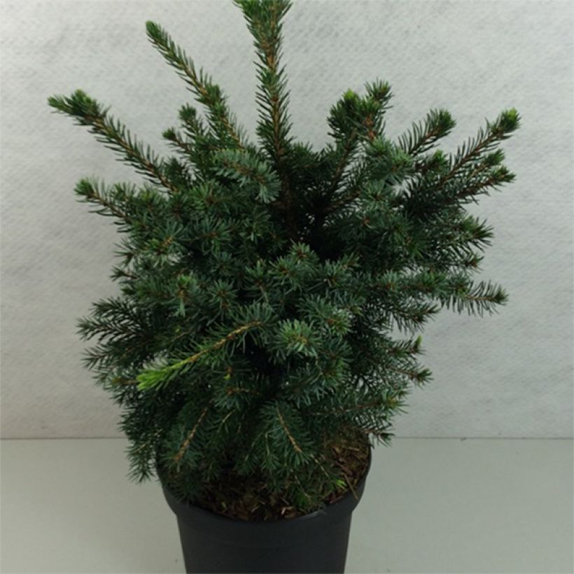 Picea omorika Wodan - Servische spar (Groeiplaats)