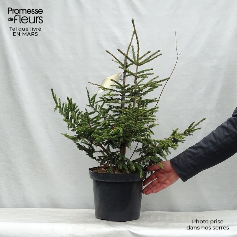Example of Picea orientalis Aureospicata - Oosterse spar Pot van 7,5 l/10 l as you get in printemps
