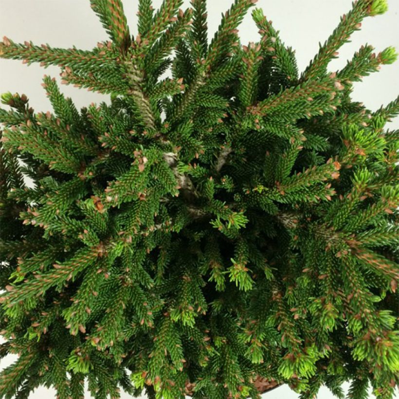 Picea orientalis Barnes - Oosterse spar (Blad)