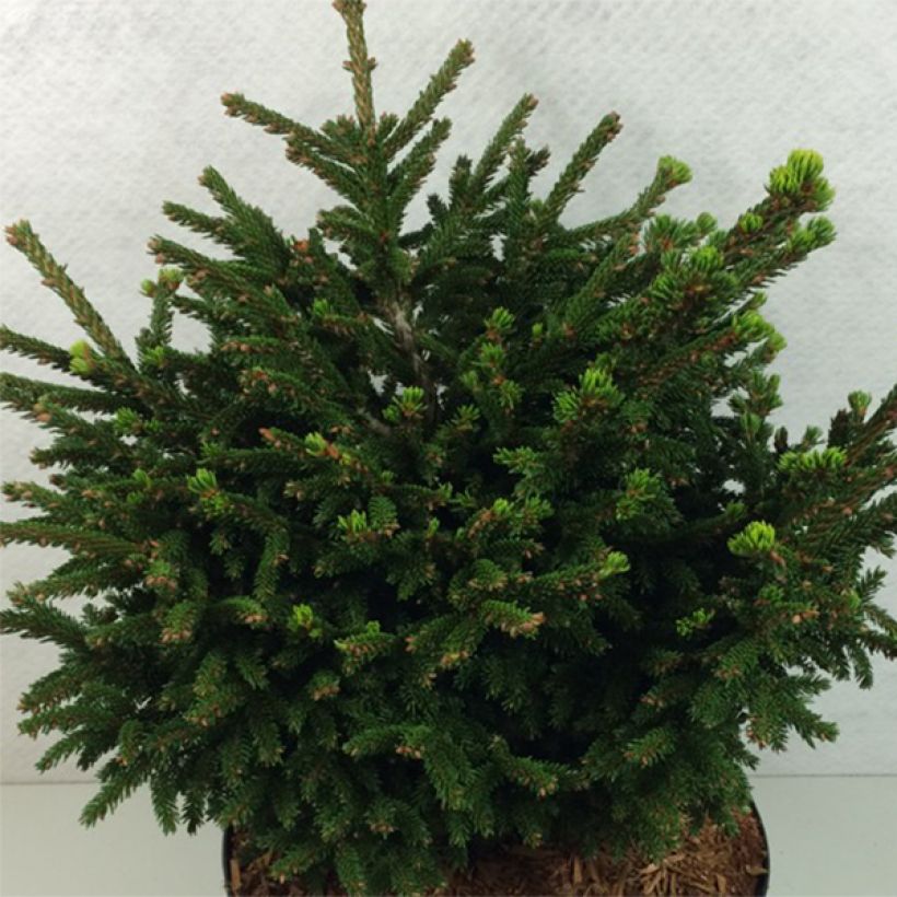 Picea orientalis Barnes - Oosterse spar (Groeiplaats)