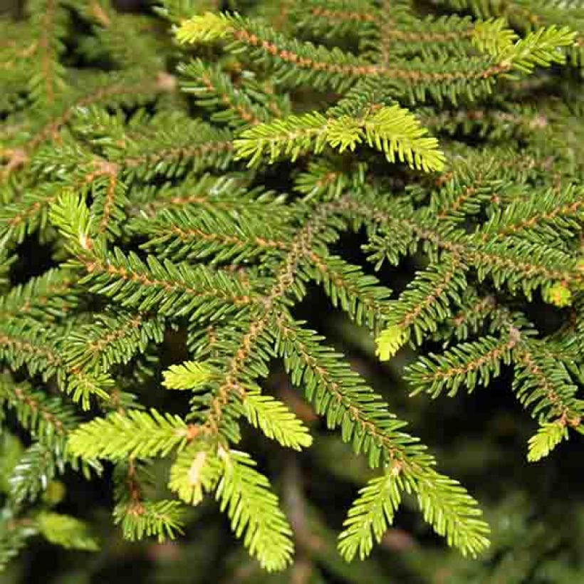 Picea orientalis Gracilis - Oosterse spar (Blad)