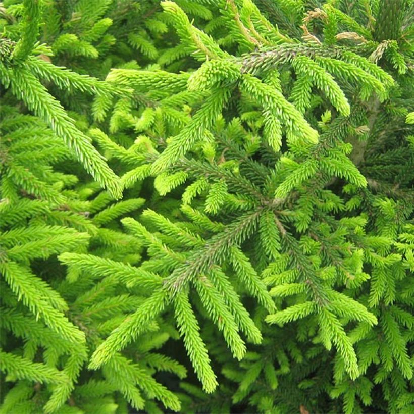 Picea orientalis Kenwith - Oosterse spar (Blad)