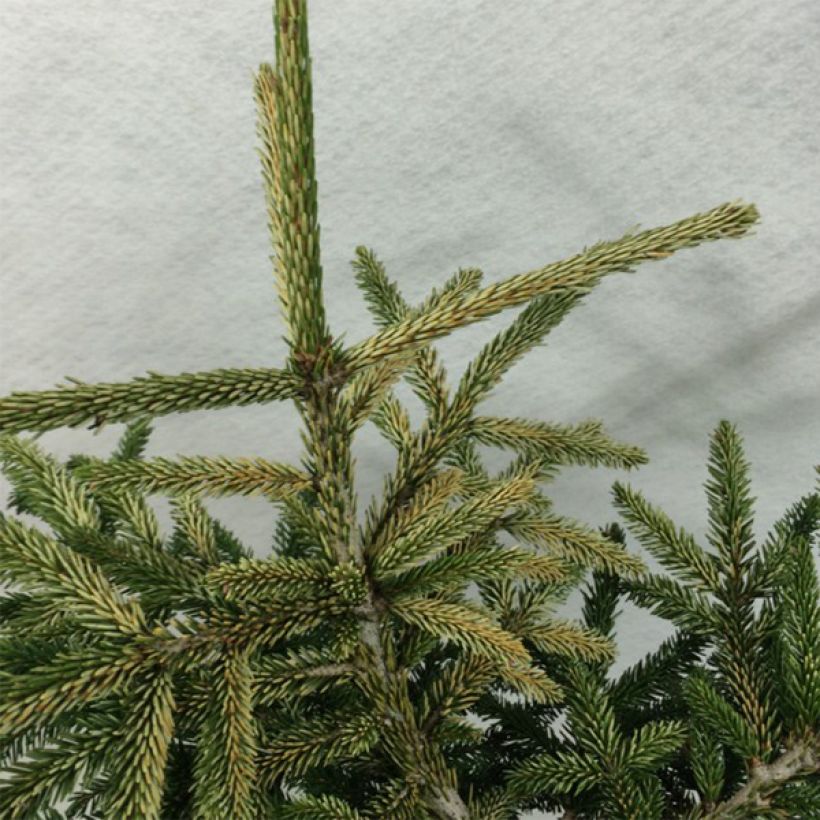 Picea orientalis Silver Seedling - Oosterse spar (Blad)