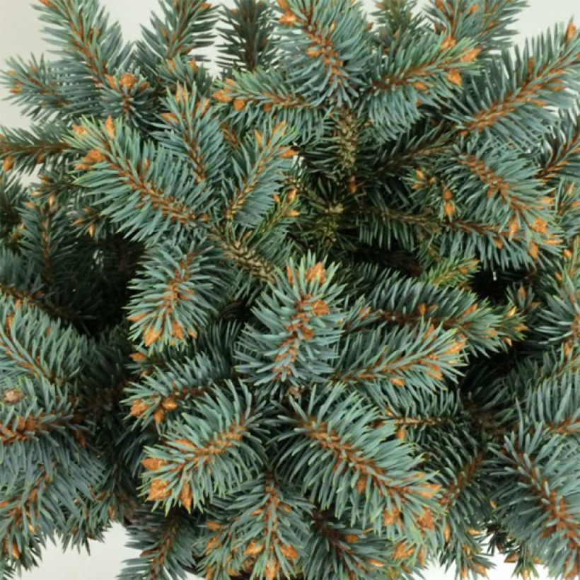 Picea pungens Blaukissen - Blauwe spar (Blad)