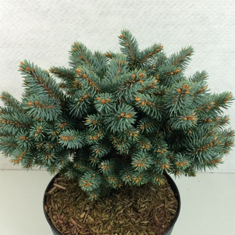 Picea pungens Blaukissen - Blauwe spar (Groeiplaats)