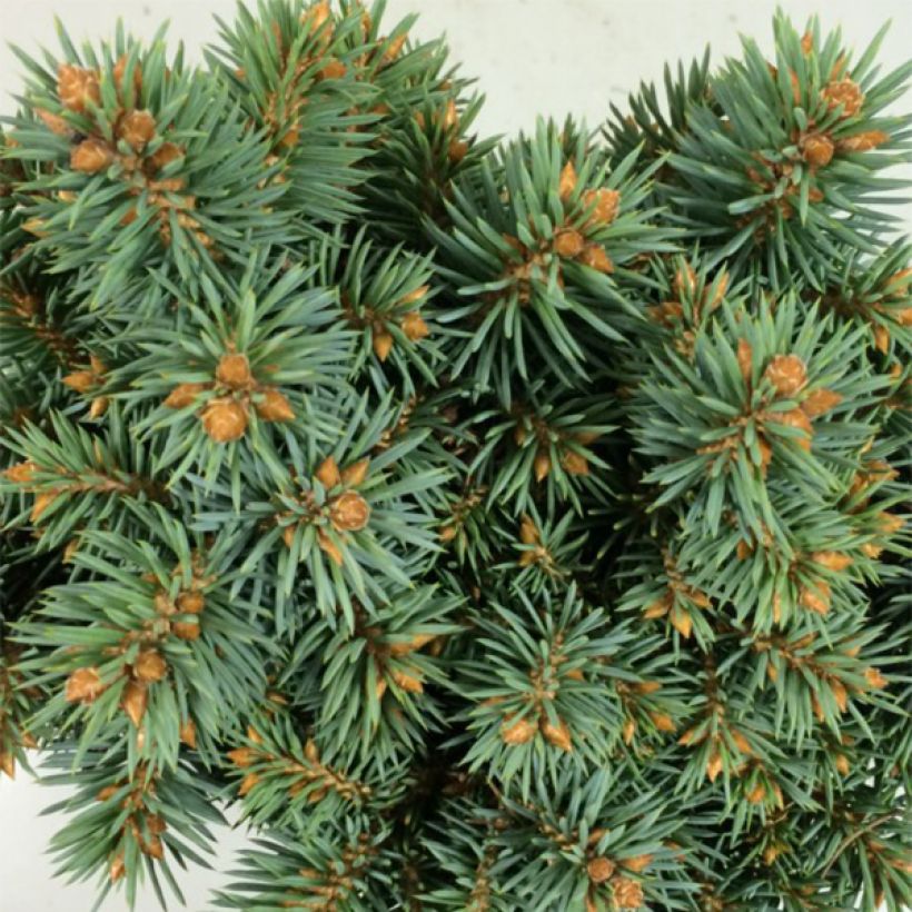Picea pungens Brynek - Blauwe spar (Foliage)