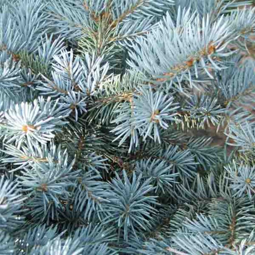 Picea pungens Glauca Globosa - Blauwe spar (Blad)