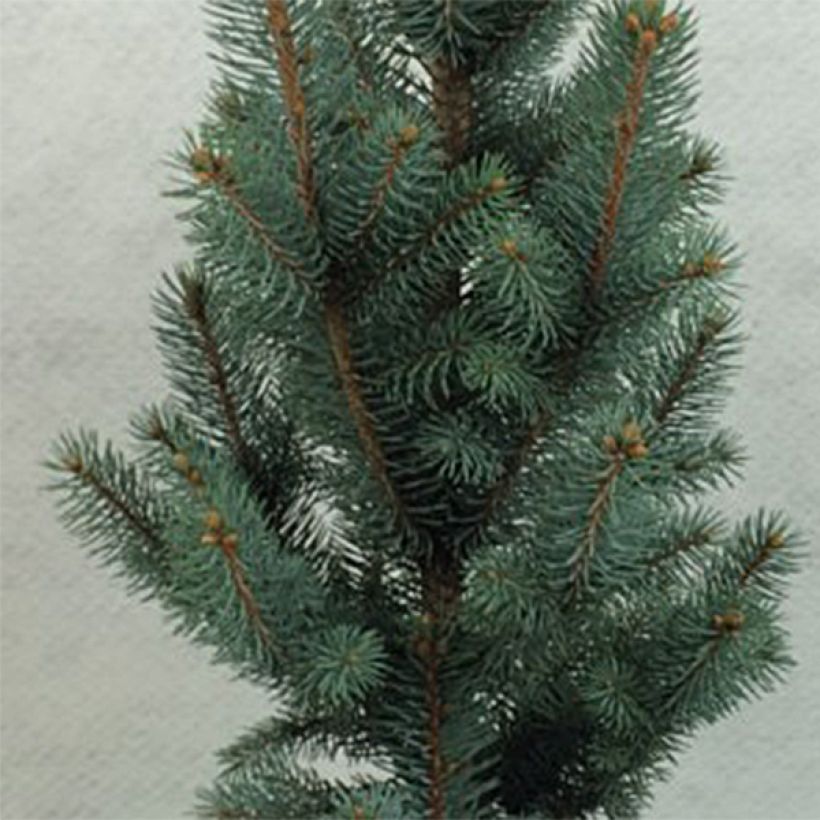 Picea pungens Iseli Fastigiate - Blauwe spar (Blad)