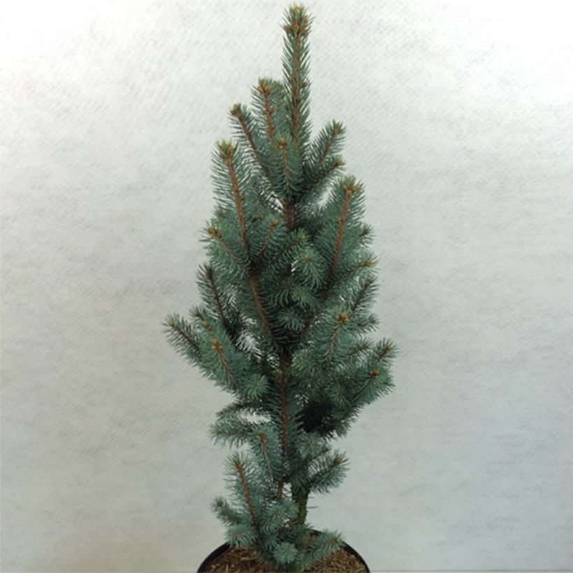Picea pungens Iseli Fastigiate - Blauwe spar (Groeiplaats)