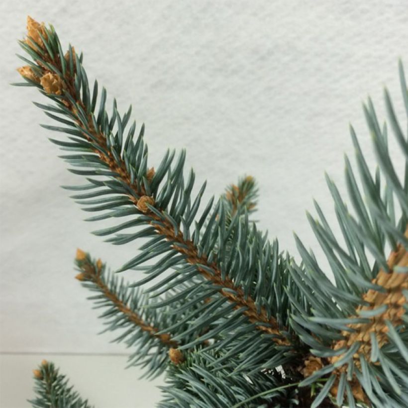 Picea pungens Iseli Foxtail - Blauwe spar (Blad)