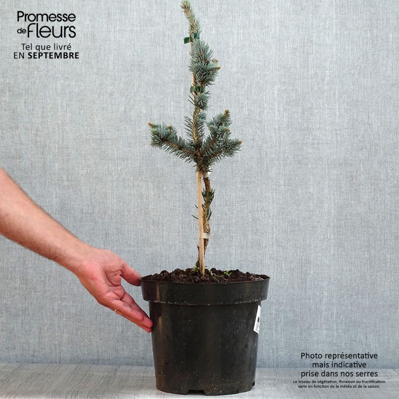 Exemplaar van Picea pungens Iseli Foxtail - Blauwe spar Pot van 3 l/4 l zoals geleverd in de zomer