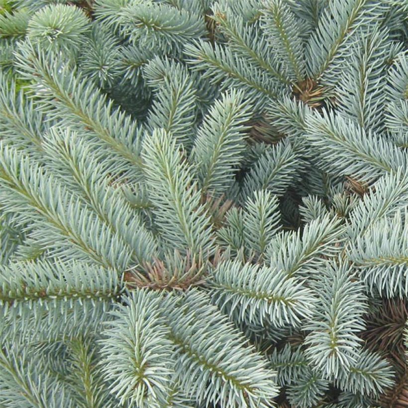 Picea pungens Jeddeloh - Blauwe spar (Blad)