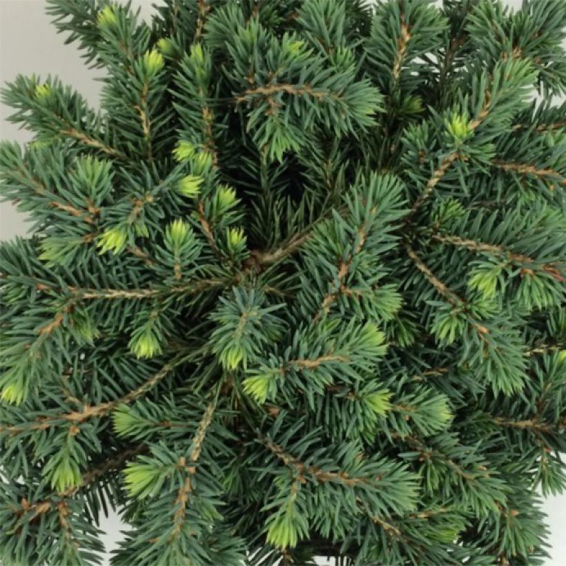 Picea pungens Kuba - Blauwe spar (Blad)