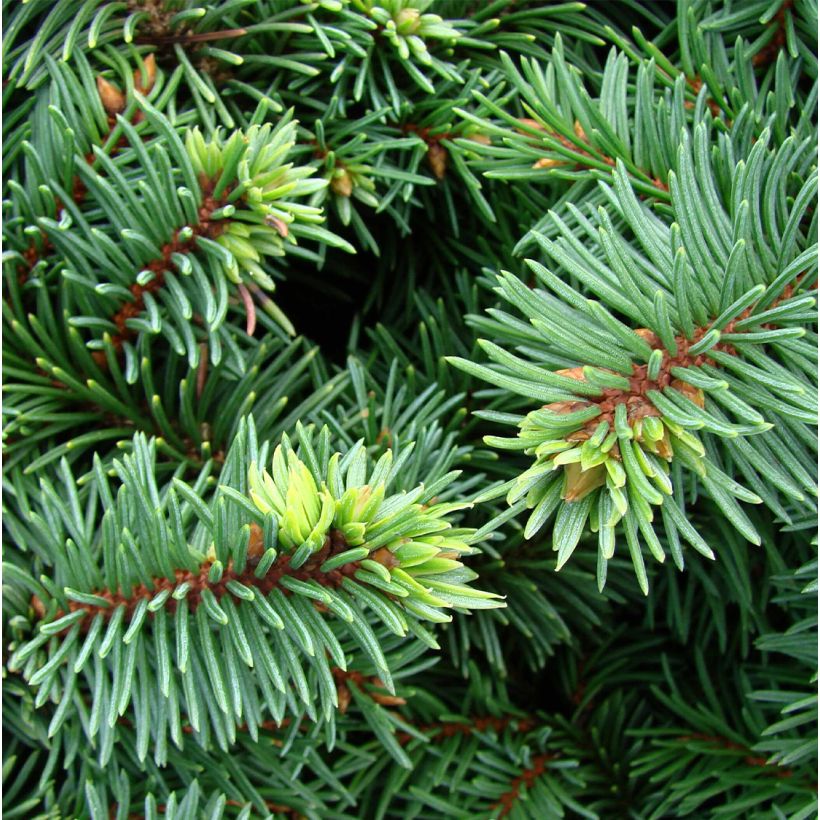 Picea pungens Mrs Cesarini - Blauwe spar (Blad)