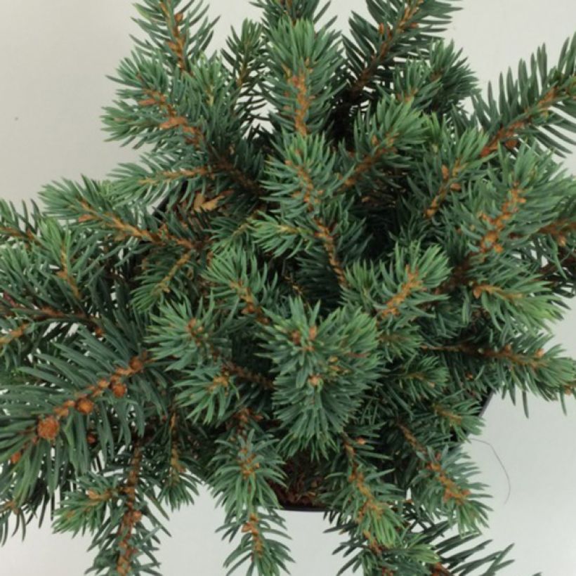 Picea pungens Sonia - Blauwe spar (Blad)