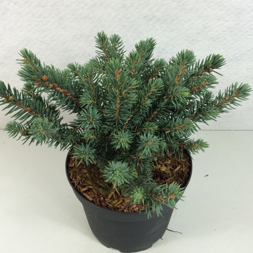 Picea pungens Sonia - Blauwe spar (Groeiplaats)