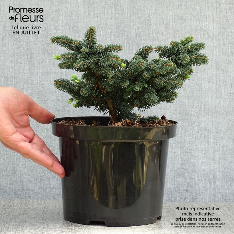 Exemplaar van Picea pungens Sonia - Blauwe spar Pot van 4 l/5 l zoals geleverd in de zomer