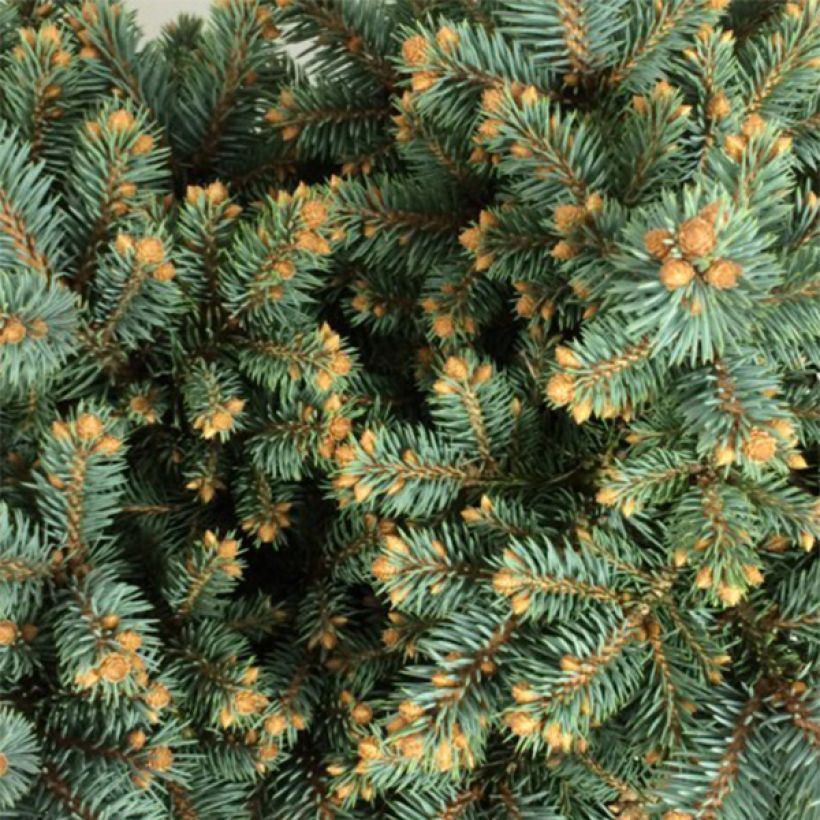 Picea pungens Thuem - Blauwe spar (Blad)